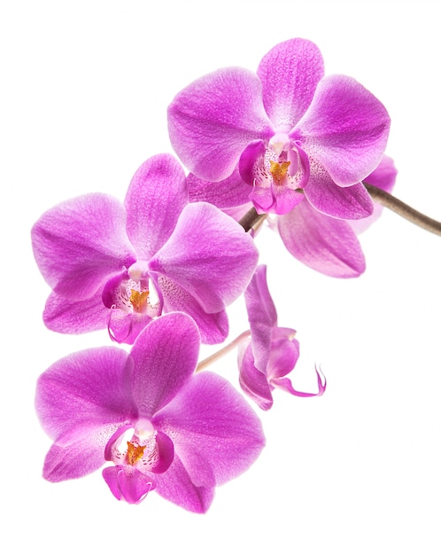 Orchidée isolée sur blanc