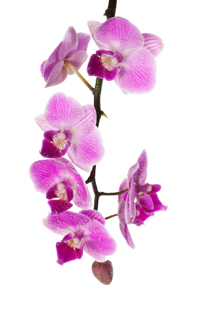 Photo orchidée isolée sur blanc