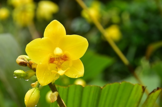 Orchidée jaune dans la cour