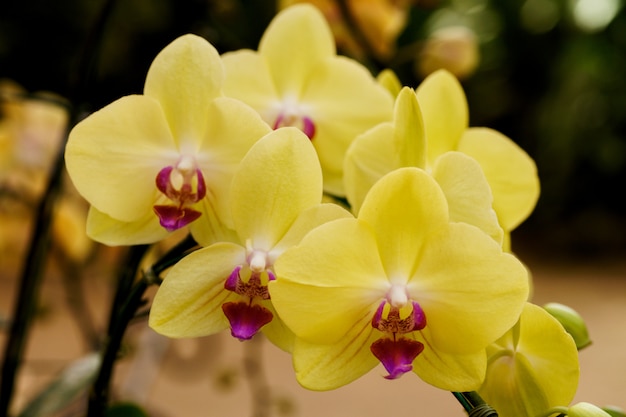 orchidée jaune à la ferme