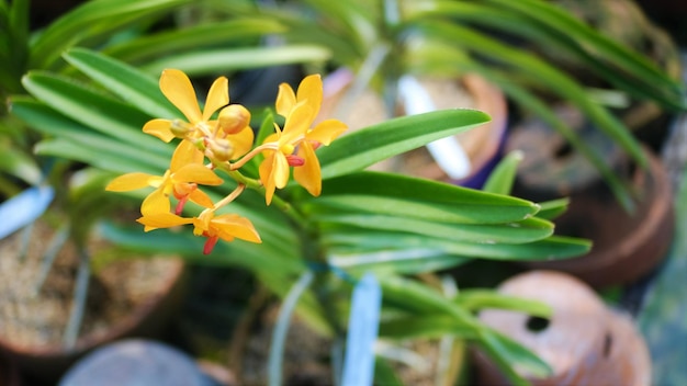 Photo une orchidée jaune avec une fleur rouge au milieu