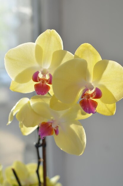 L'orchidée jaune fleurit sur la fenêtre par temps ensoleillé