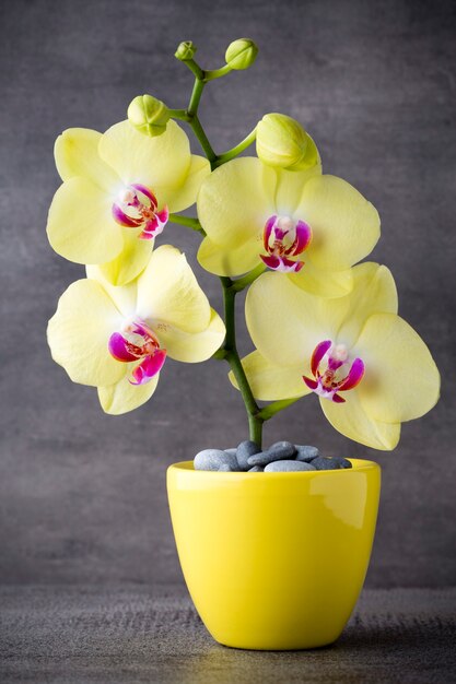 Orchidée jaune sur fond gris.