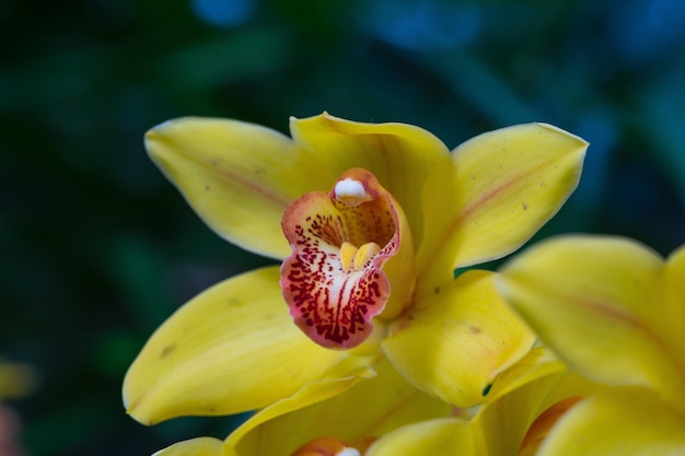 Une orchidée jaune avec des taches rouges