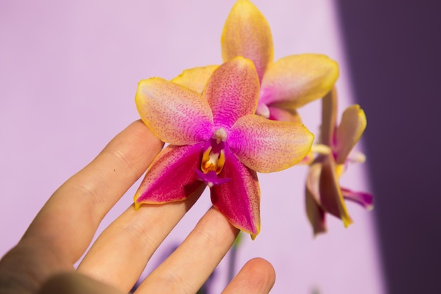 Orchidée Liodoro en fleurs sur fond lilas