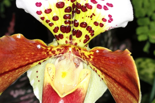Orchidée lors d'une exposition