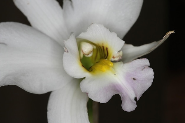 Orchidée lors d'une exposition