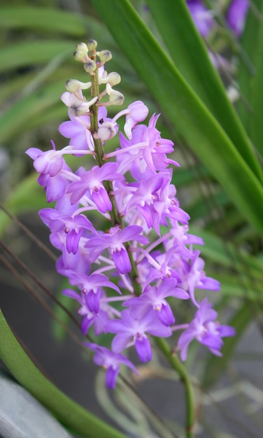 Orchidée mauve