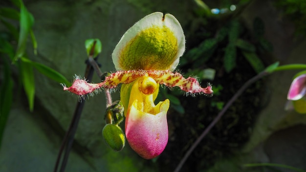 Orchidée de montagne du jardin des orchidées Sinagapore