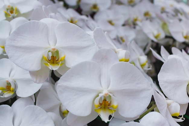 Orchidée papillon blanche.