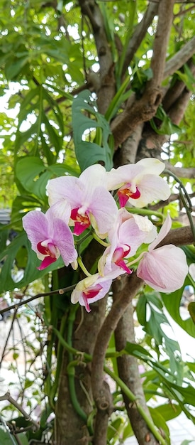 Orchidée papillon Plante fond Orchidée papillon Plante prise sous un angle de gros plan