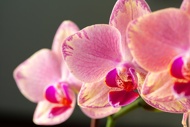 Orchidée pastel rose et jaune bouchent