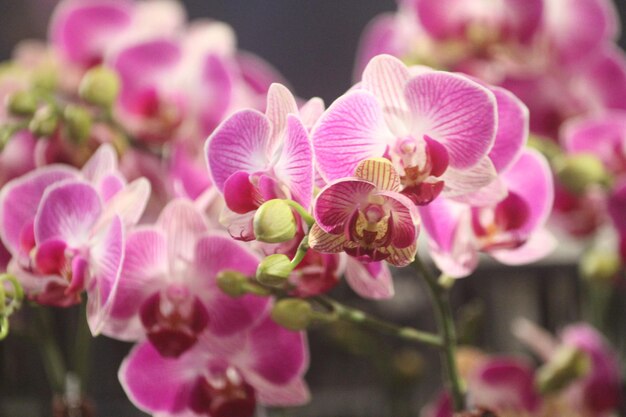 Orchidée Phalaenopsis en forme de papillon