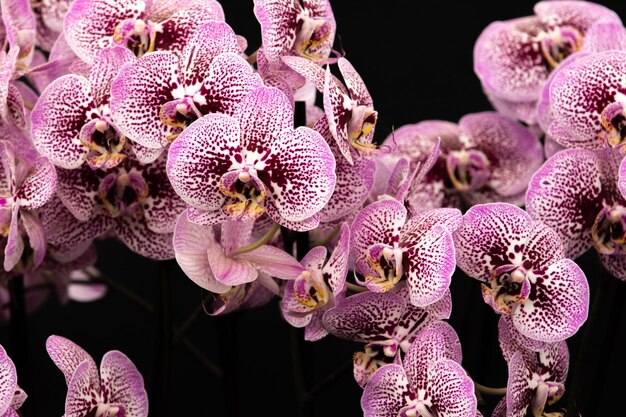 Photo orchidée phalaenopsis en pleine floraison