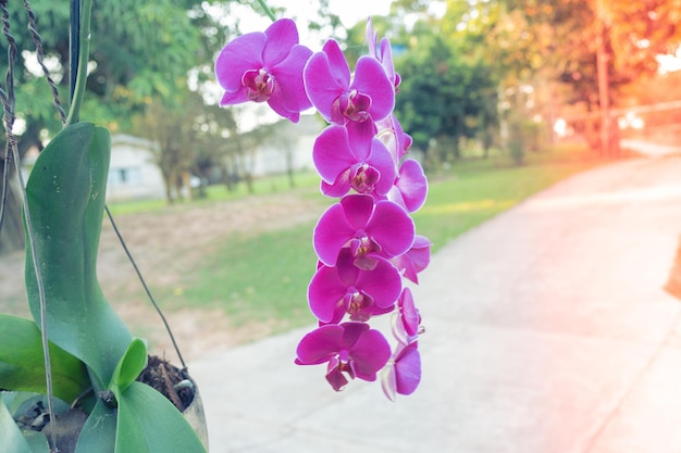 Photo une orchidée pourpre accrochée à une fenêtre