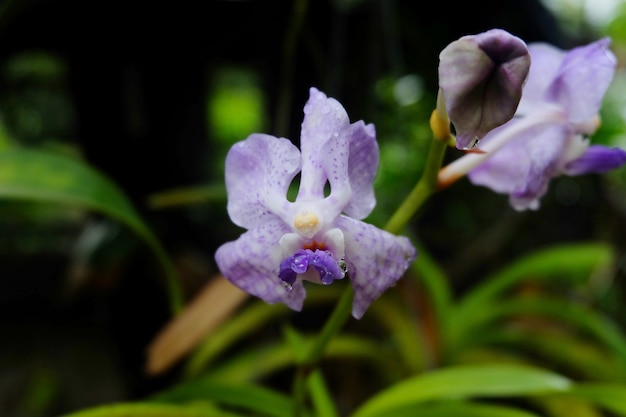 orchidée pourpre et blanche