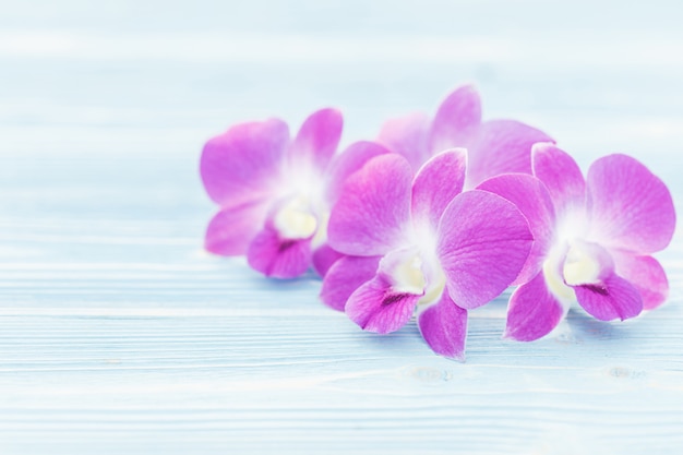 Orchidée pourpre fraîche sur planche de bois bleu. Maison décoration extérieure et concept de jardinage