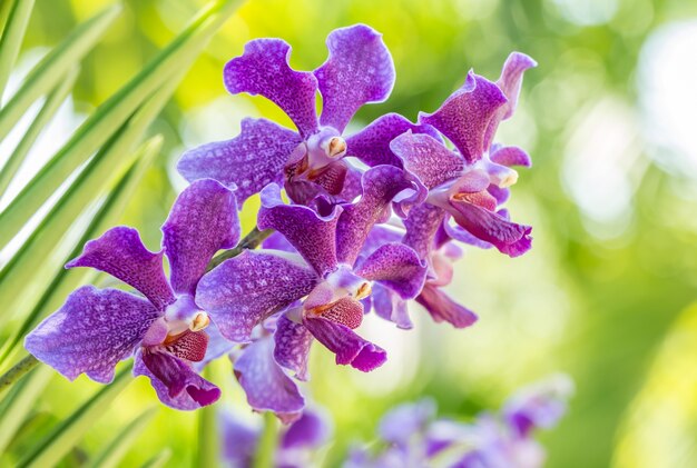 Orchidée pourpre, Mokara.