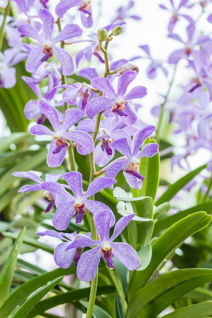 Orchidée Pourpre, Mokara.