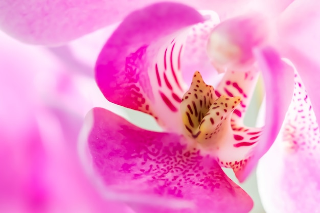 Orchidée pourpre phalaenopsis fragment de fleur fond floral macro