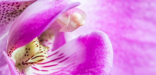 Orchidée pourpre phalaenopsis fragment de fleur fond floral macro