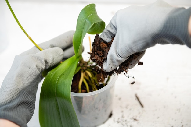 Orchidée de rempotage avec des racines dans la main de la femme