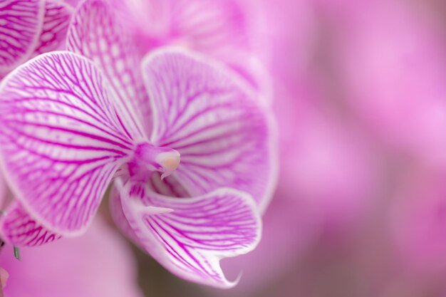 orchidée rose dans le jardin