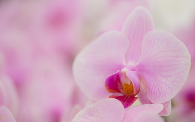 orchidée rose dans le jardin