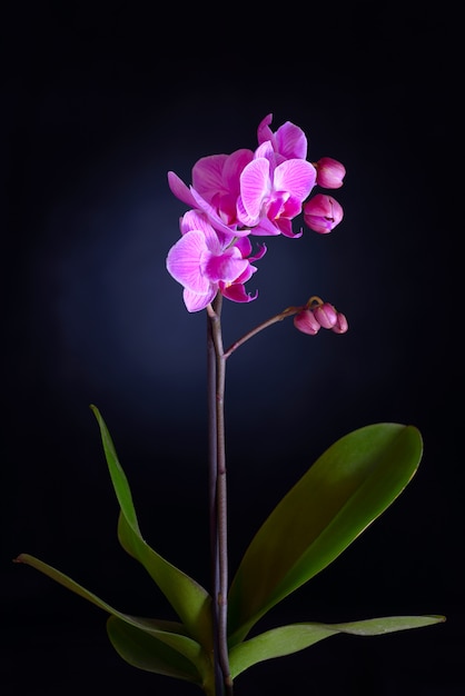 Orchidée rose sur fond noir