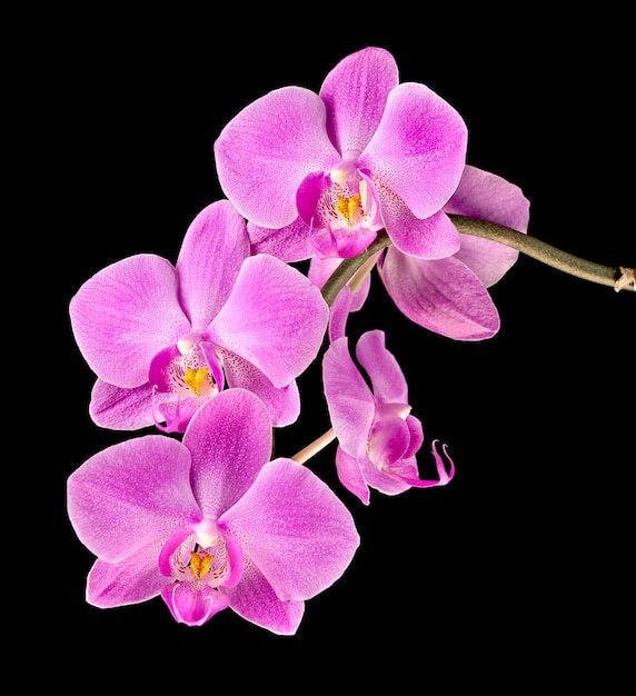 Orchidée rose sur fond noir