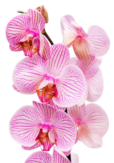 Orchidée rose isolé sur fond blanc