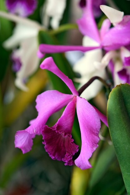 Orchidée rose sur le jardin