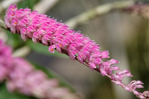 Orchidée rose sur la nature