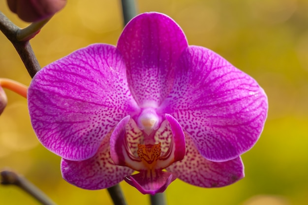 Orchidée rose près de Phalaenopsis