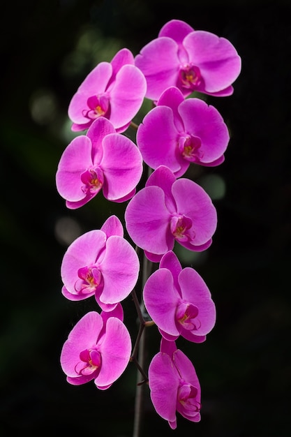 Orchidée rose