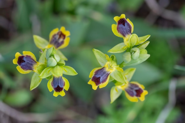 Orchidée sauvage, ophrys lutea, Izmir - Turquie