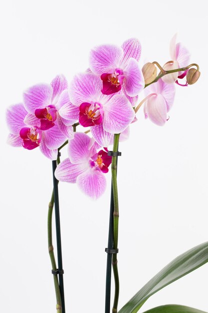 Orchidée sur une surface blanche. Spa et scène wellnes.