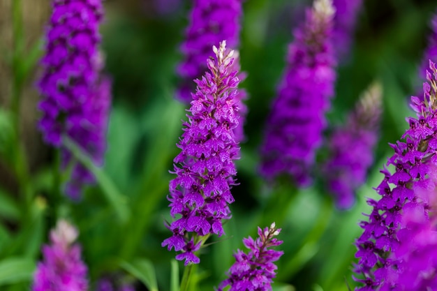 Orchidée tachetée de lande