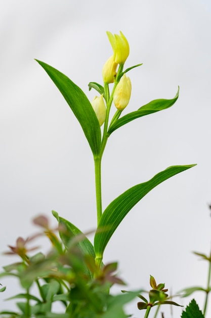 Orchidée terrestre Cephalanthera damasonium de la famille des Orchidaceae