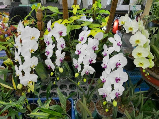 Photo orchidée thaïlandaise de fleurs dans le jardin