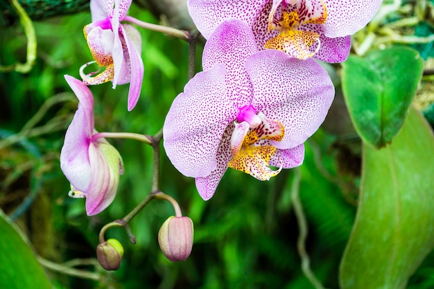 Orchidée tigre rose sur fond de feuilles tropicales vertes.