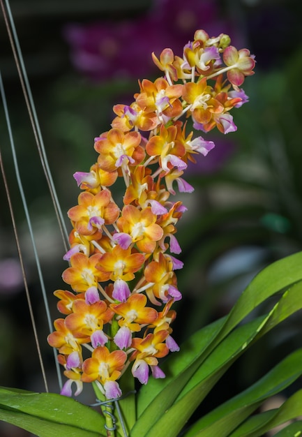 orchidée Vanda hybride orange