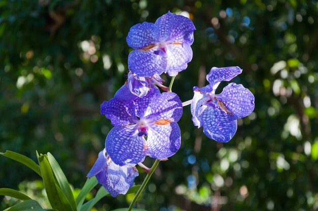 Orchidée vanda violette dans le jardin