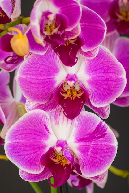 Orchidée violette et blanche Phalaenopsis en fleurs