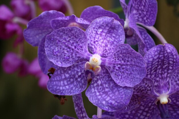 Photo orchidée violette en fleurs de focus au milieu de la fleur