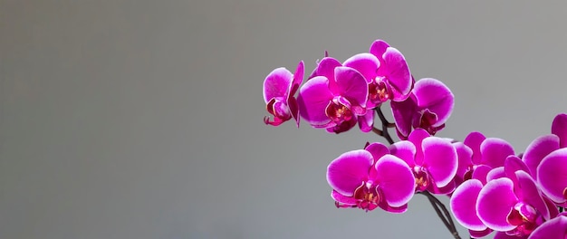 Orchidée violette sur fond gris propre avec espace de copie, image d'en-tête panoramique