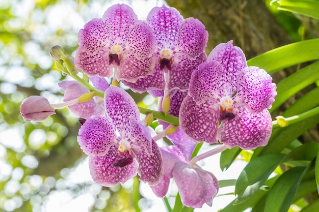 Orchidée violette, Vanda, de couleur douce et de style flou.