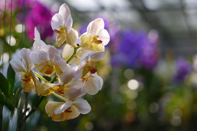 orchidée