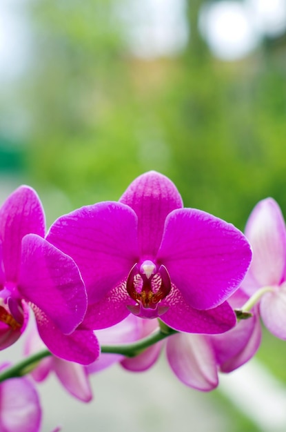 Orchidée