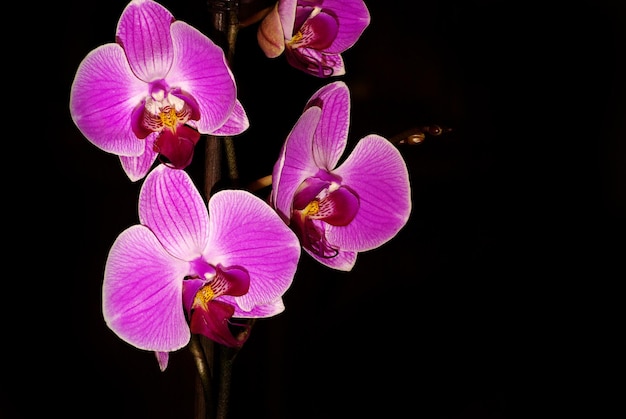 Orchidée